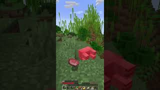 Thumbnail for Finding a new pig variant for the FIRST TIME!